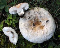 Lactarius pubescens var. betulae.